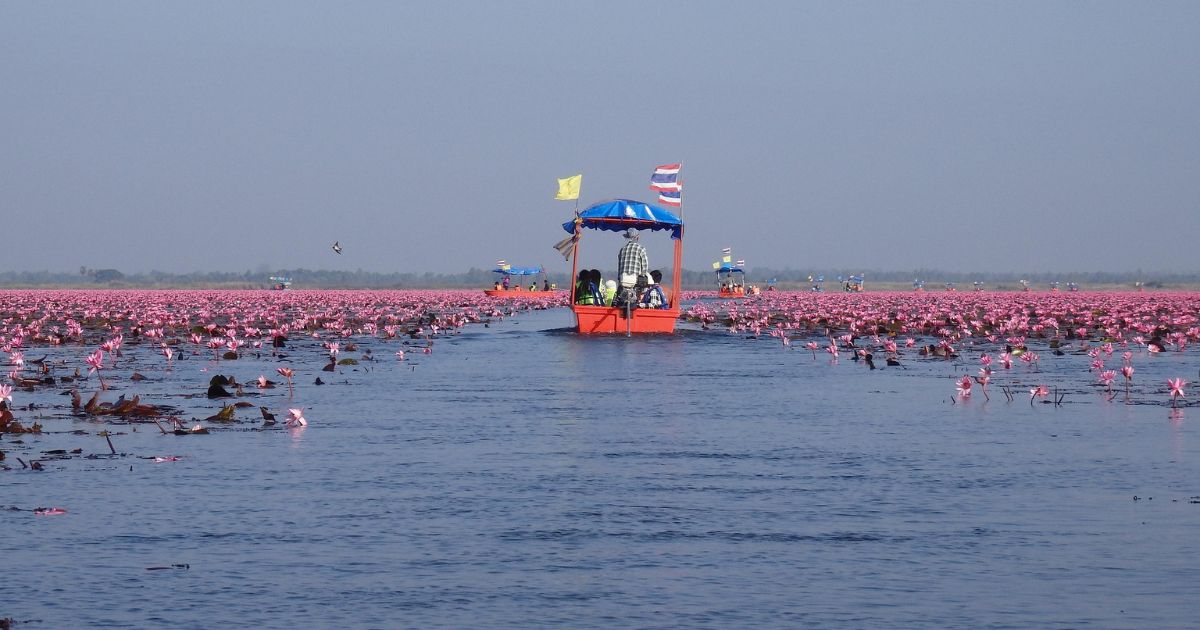 ทะเลบัวแดง อุดรธานี ดอกบัวสีชมพูบานเต็มหนองน้ำ